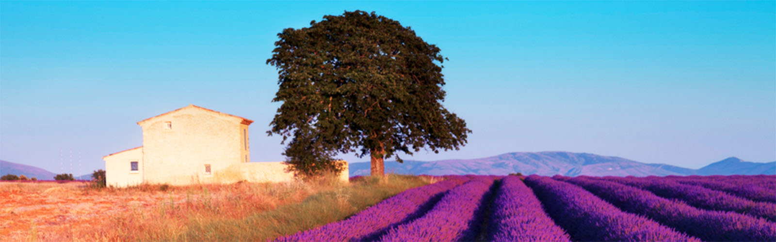 Vast lavender fields alongside a cabin. A mountain range takes up the background.